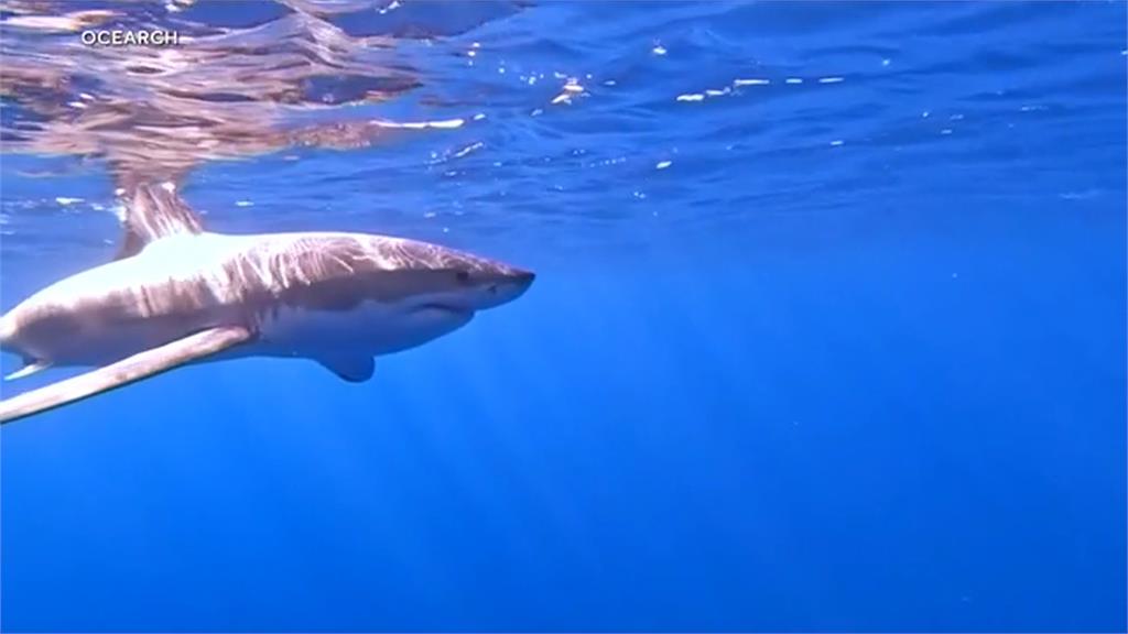 沙灘客注意！　春夏南加州海水溫暖　白鯊常出沒覓食