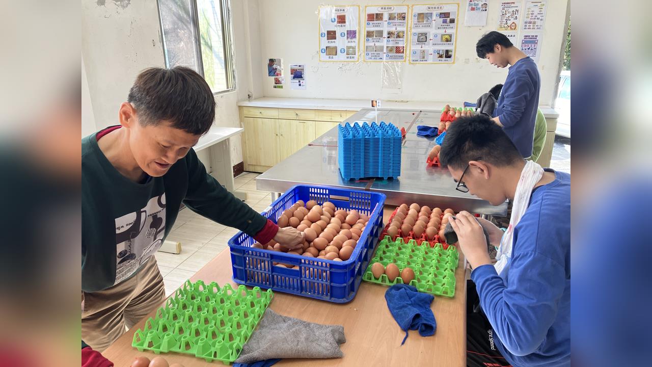 快新聞／花蓮黎明庇護畜牧場雞蛋滯銷　盼曝光支持身心障礙者友善飼育