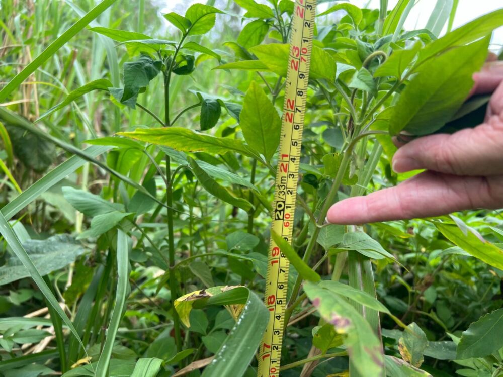 花蓮「稻熱病」現蹤　農業處：防治補助開始受理