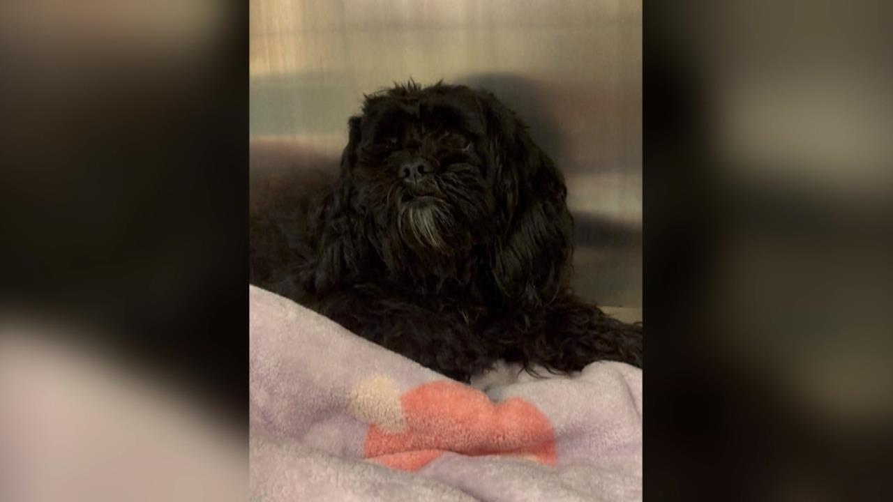 狗狗困高架火車月台　美國費城收容所救援