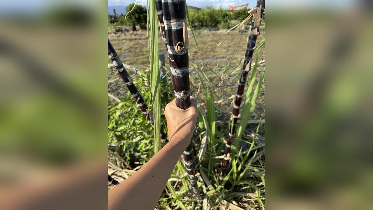 快新聞/網紅GG了!嗆賭林俊憲沒贏「台南車站前O眼榨甘蔗」下一步動作曝