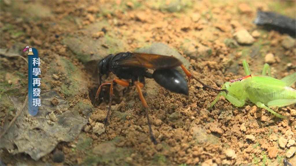 自然界生物演化　狩獵蜂精準狩獵技巧