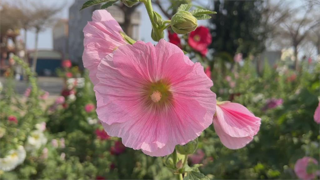 台南「蜀葵花季」出現吉伊卡哇　主辦恐侵權緊急做1事