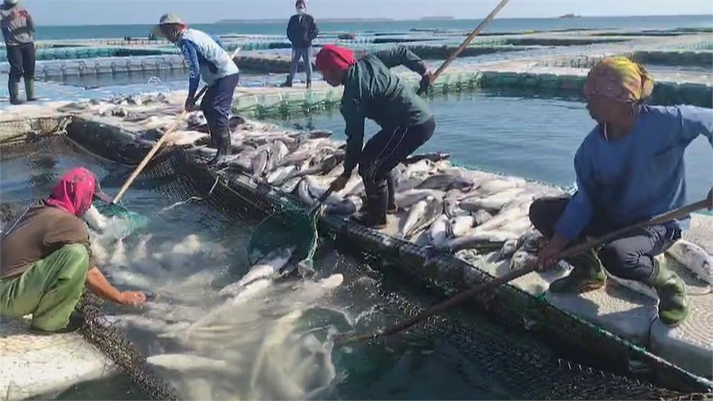 連日低溫凍死6千條海鱺魚 養殖戶慘損600萬