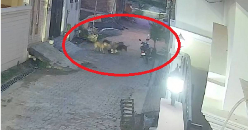 5歲童遭流浪犬群攻擊「驚悚畫面曝光」!印度流浪犬問題失控 狂犬病風險再引關注