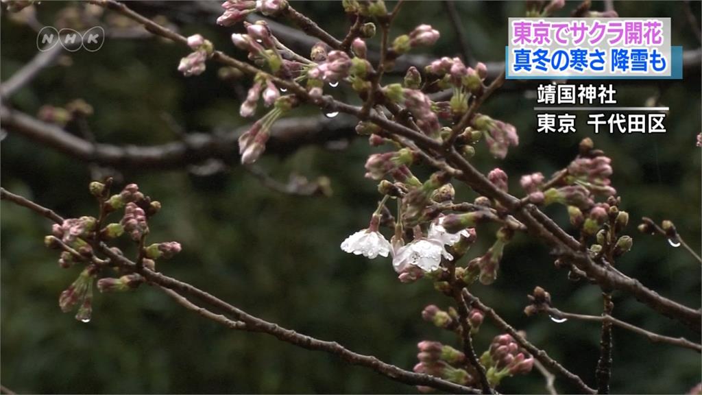 觀測史上最早開花記錄！日本宣告櫻花季登場