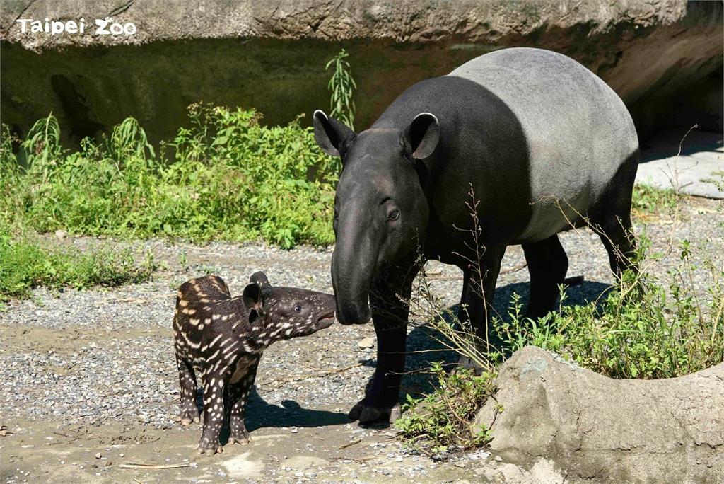 快新聞／恐怖！日本群馬動物園1馬來貘突發狂咬人　飼育員手臂骨折急送醫