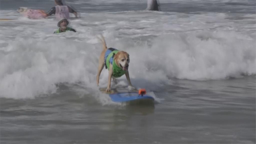 就。很。萌　毛孩秀絕技　加州第12屆狗狗衝浪賽登場