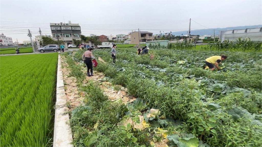 一顆高麗菜20元！　「初秋」高麗菜崩盤開放自採