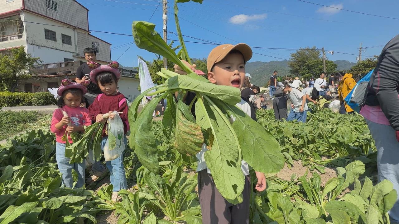 採蘿蔔!美濃白玉蘿蔔今年盛產 農友:難得的「好年冬」
