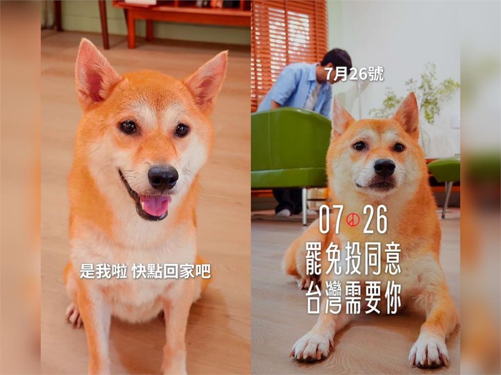 快新聞/超萌柴柴籲青年返鄉 韓瑩蹽落去「替狗配音」籲:726投同意