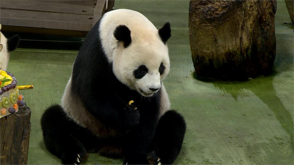 凍漲26年！　北市動物園漲價「非市民」全票100元