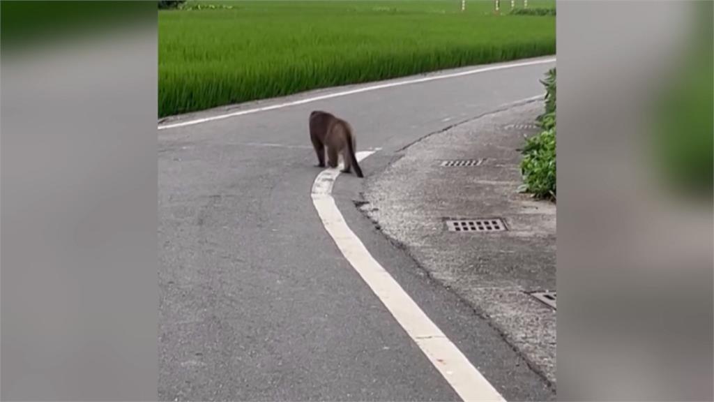 彰化上百隻雞鴨遭咬死　農戶懷疑台灣獼猴是凶手！農業處這樣說