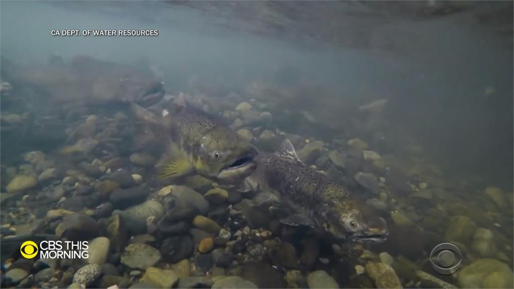 全球／美國迎來百年大旱　野生鮭魚面臨「暖水」危機