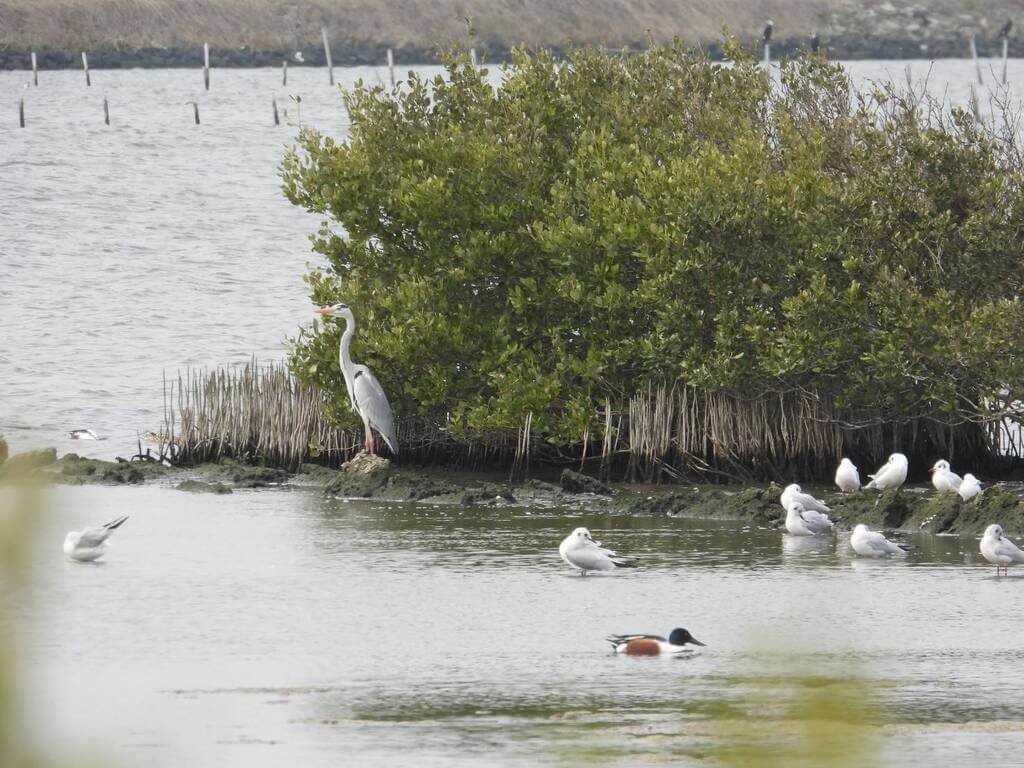 水位巧調、生物共好　成龍濕地營造友善水鳥棲地