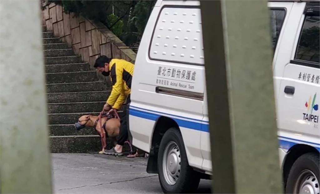 比特犬咬人飼主竟喊「沒入就不想活」　林智群：那你有給別人活路？