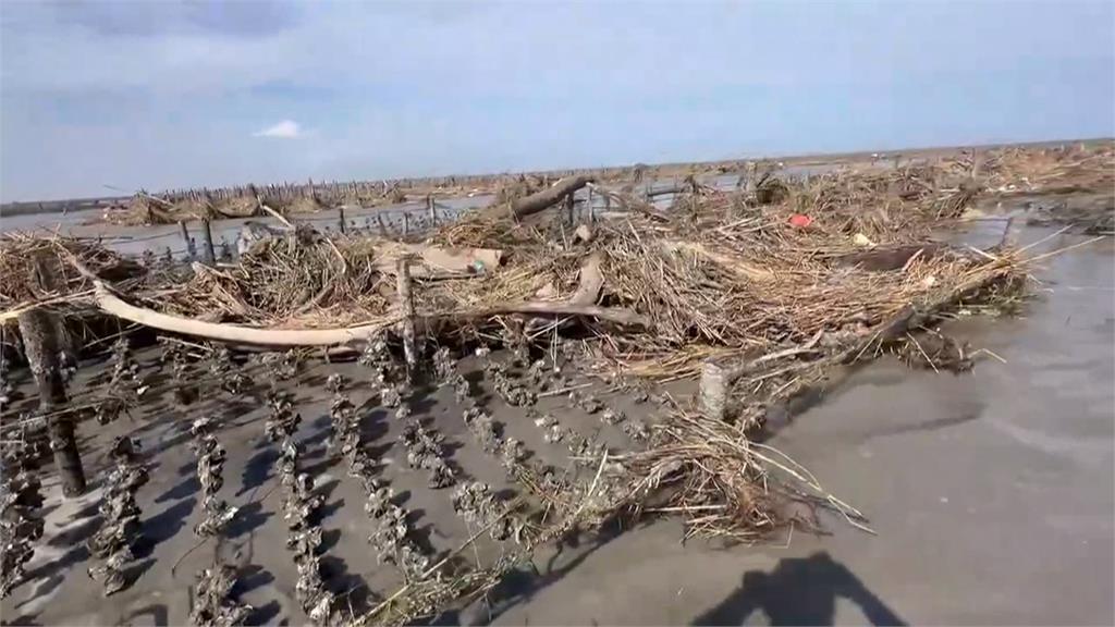 颱風釀海水倒灌沖倒彰化蚵棚　枯木雜草覆蓋牡蠣死亡災損約三成