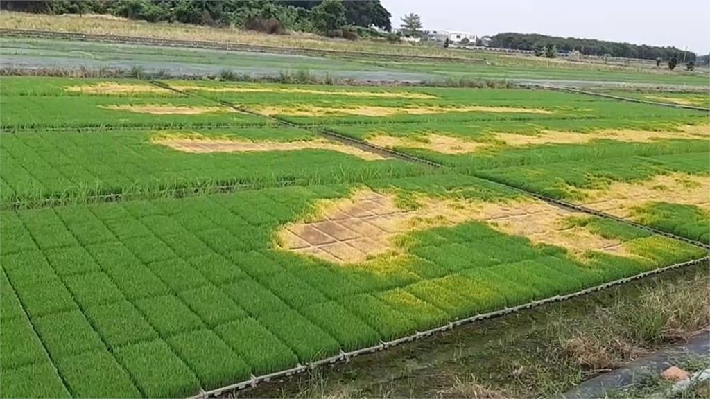 秧苗場被噴除草劑報復 兩萬秧苗枯死