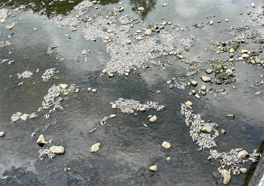 楊梅社子溪上萬條魚集體暴斃　臭氣熏天惹民怨