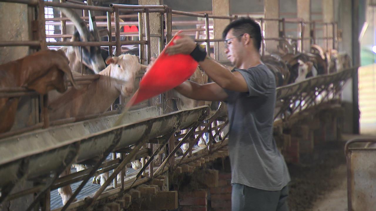 紐澳羊肉低價競爭　本土羊市占6%、青農現代化飼養拚翻轉