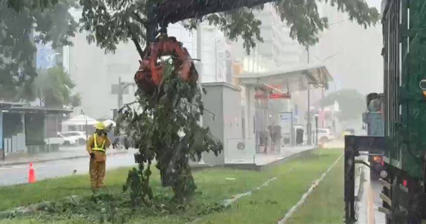 高雄豪雨狂炸!路樹傾倒「砸破輕軌車頂」 部分路段改接駁全線搶通