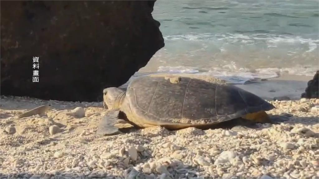 中澳沙灘擺滿遊具！恐影響海龜產卵　國產署欲圍籬護龜