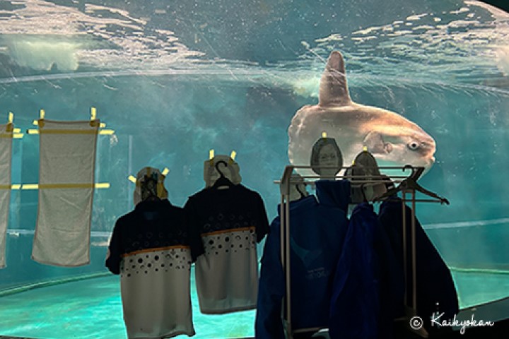 快新聞／這魚超E！日本1水族館翻車魚「沒遊客」鬱鬱寡歡　館方出奇招治病