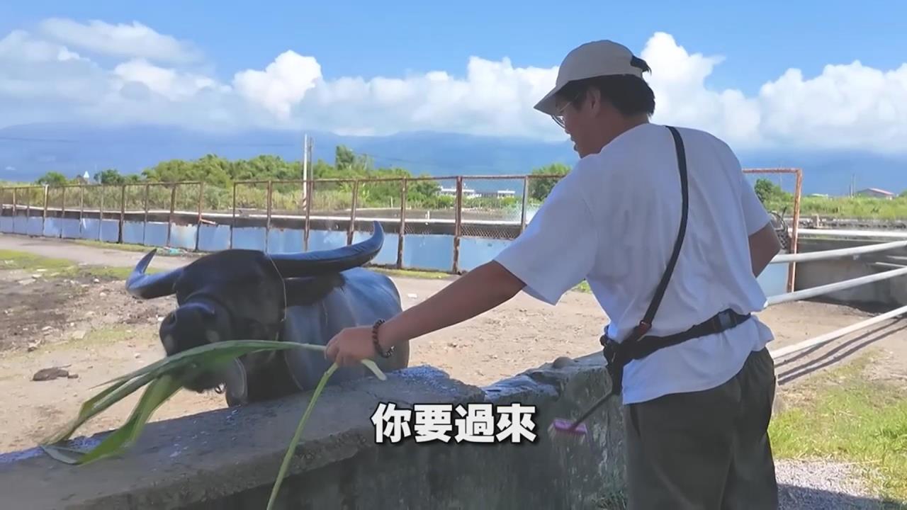 到宜蘭竟能幫牛洗澡？他笑：還能一秒抵達澳洲