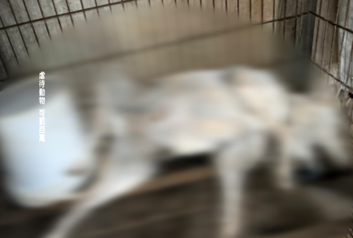 殘忍！新竹狗園10多隻狗「餓成白骨」飄臭　負責人不知去向