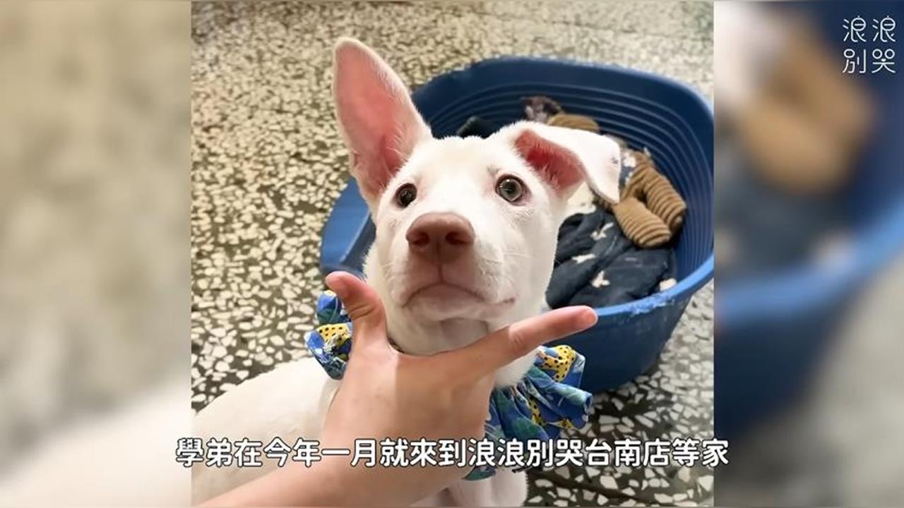 香港女孩為「牠」飛越半個地球　網看哭：世界上真的有天使