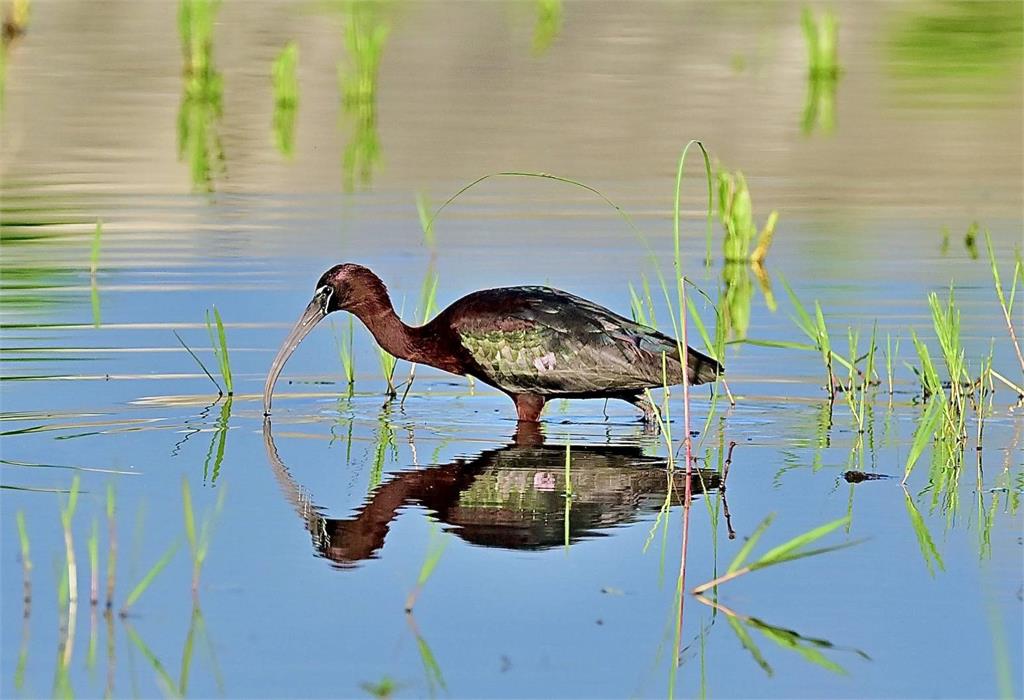 台東知本魚塭稀有「彩䴉」現蹤　鳥友驚喜
