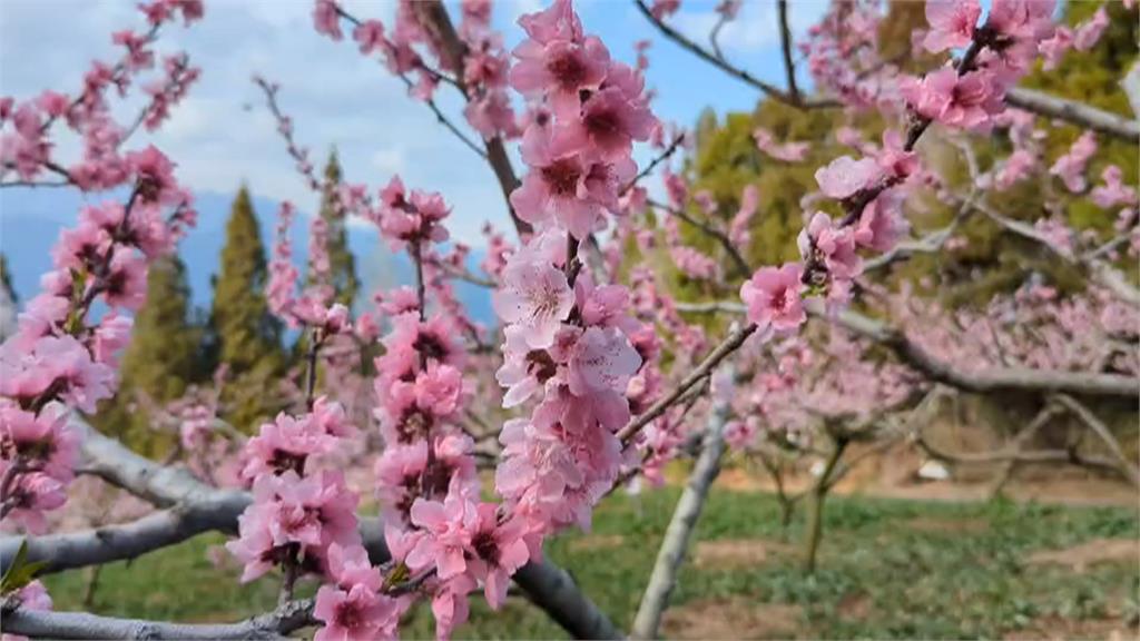 福壽山農場春意盎然　桃花、紫藤綻放爭奇鬥艷