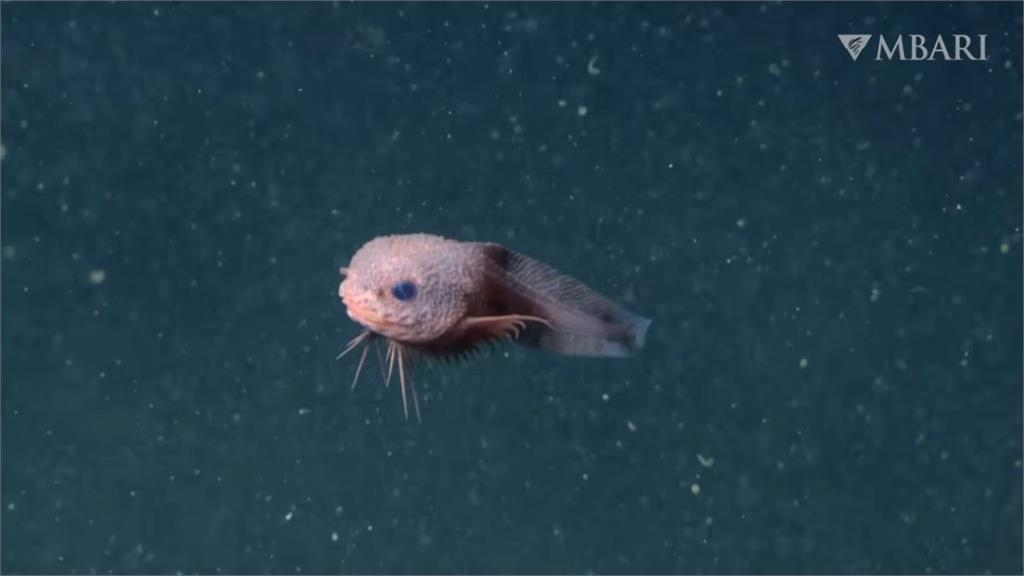 超可愛深海魚曝光！「粉嫩大眼蝸牛魚」　正式確認新物種