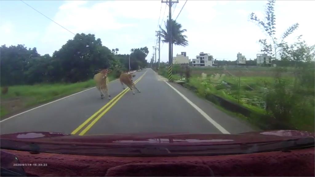 嚇壞！2頭牛突衝馬路撞車 飼主反控「車撞牛」