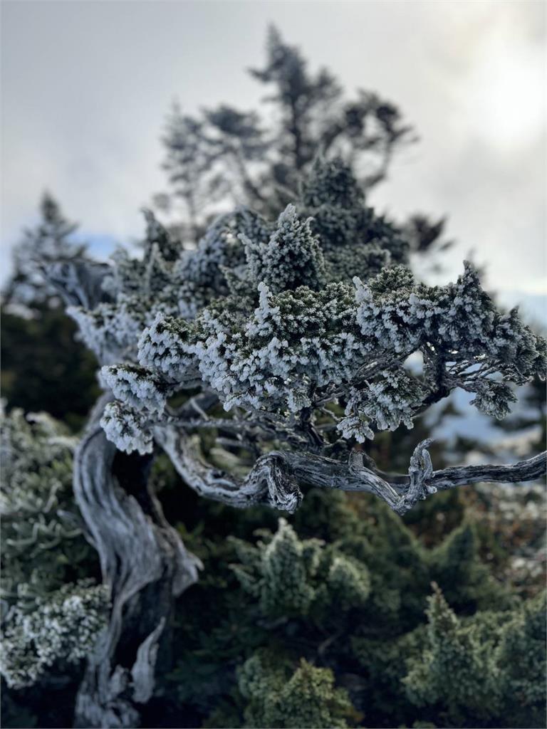 首波冷氣團來襲還要冷3天！　雪霸國家公園植株結霜