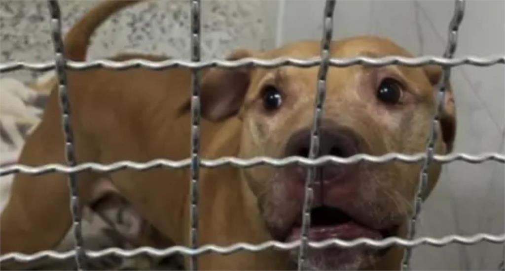 快新聞／11天內2度咬人比特犬昨遭「收押禁見」　首夜緊張不吃不拉