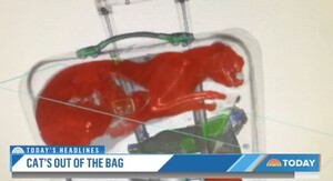 美國機場驚見「活貓托運」　工作人員急忙打開行李箱表示：差一點就命喪黃泉！