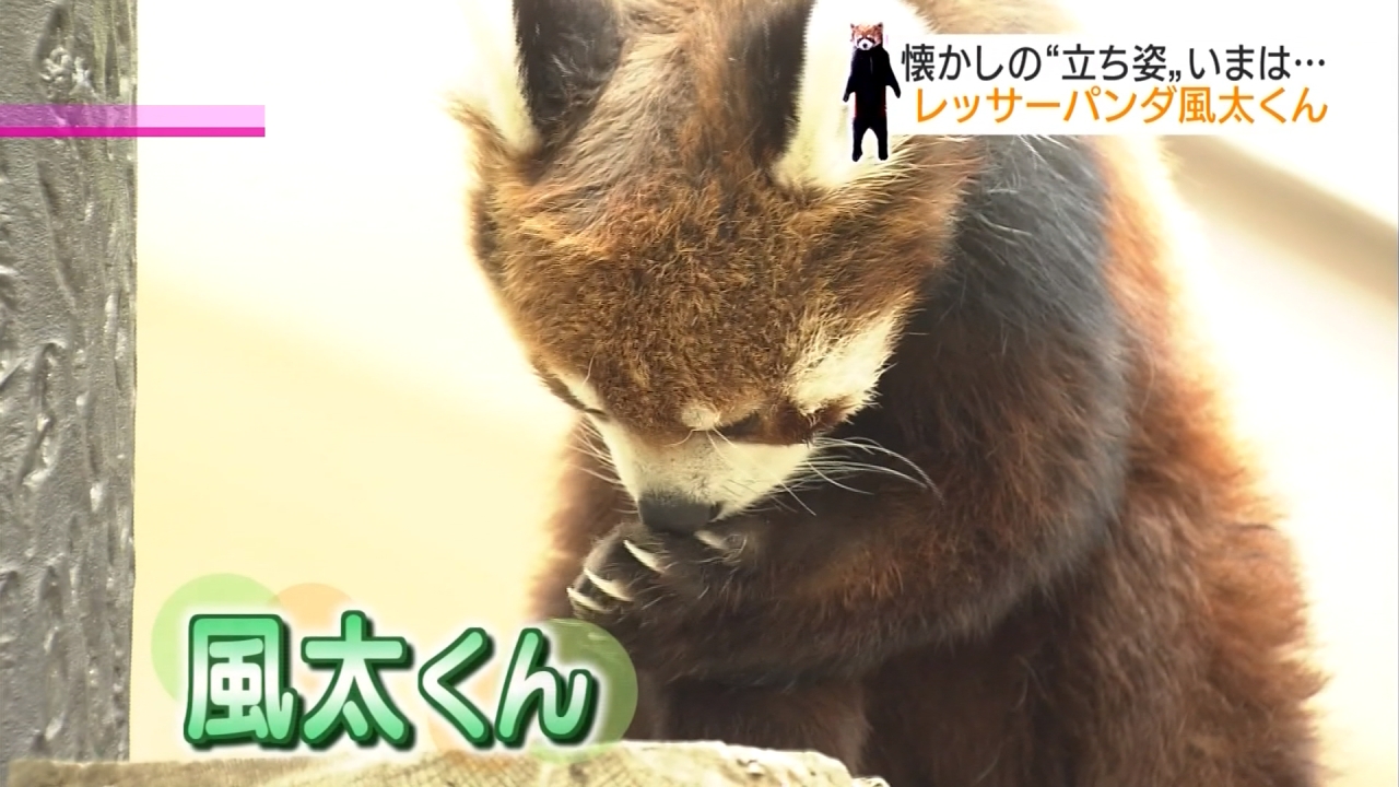 15歲紅熊貓「風太」站著吃水果 成動物園人氣明星