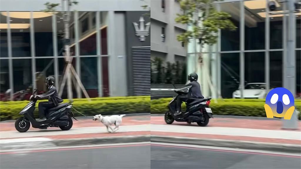 狠飼主「人行道騎車溜狗」超扯畫面流出!牠下秒猛撞電線桿愣了