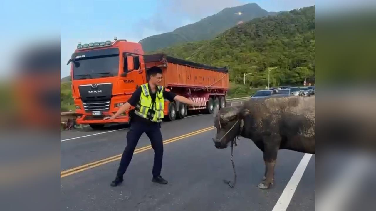 驚！水牛誤闖台2線　車流一度壅塞　警民合作趕到路旁草地