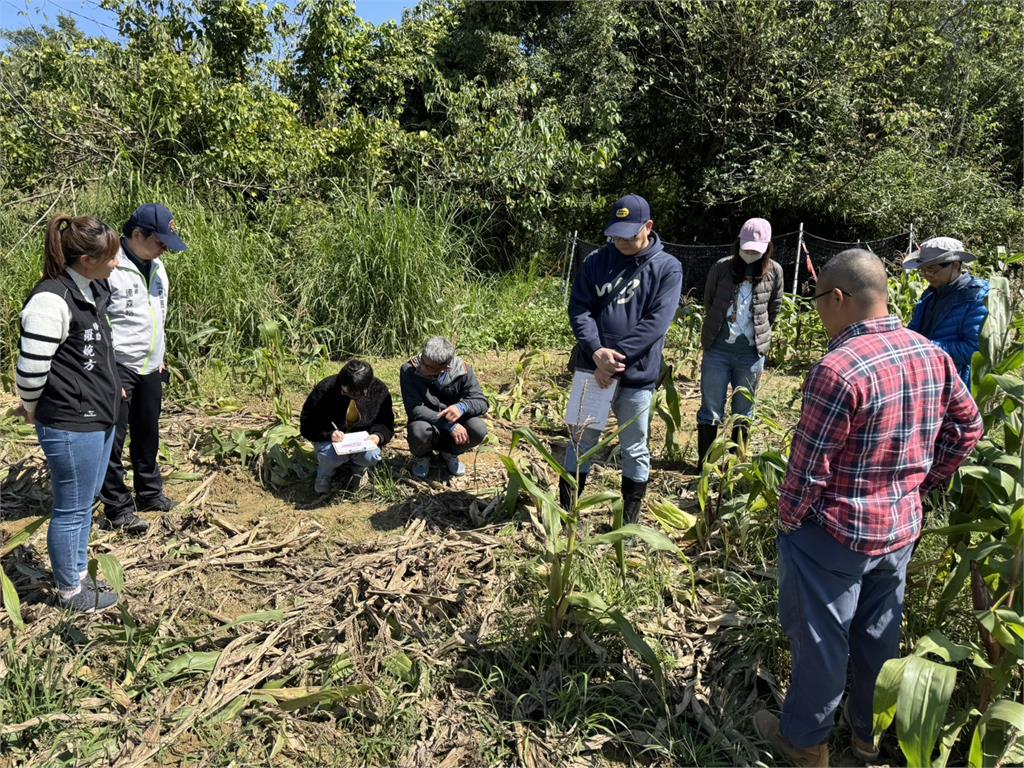 快新聞／山豬肆虐玉米田農民苦不堪言　沈發惠辦公室今再偕同地方會勘