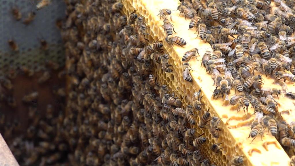 頭社絲瓜產期到！　農會找50萬蜜蜂大軍幫授粉