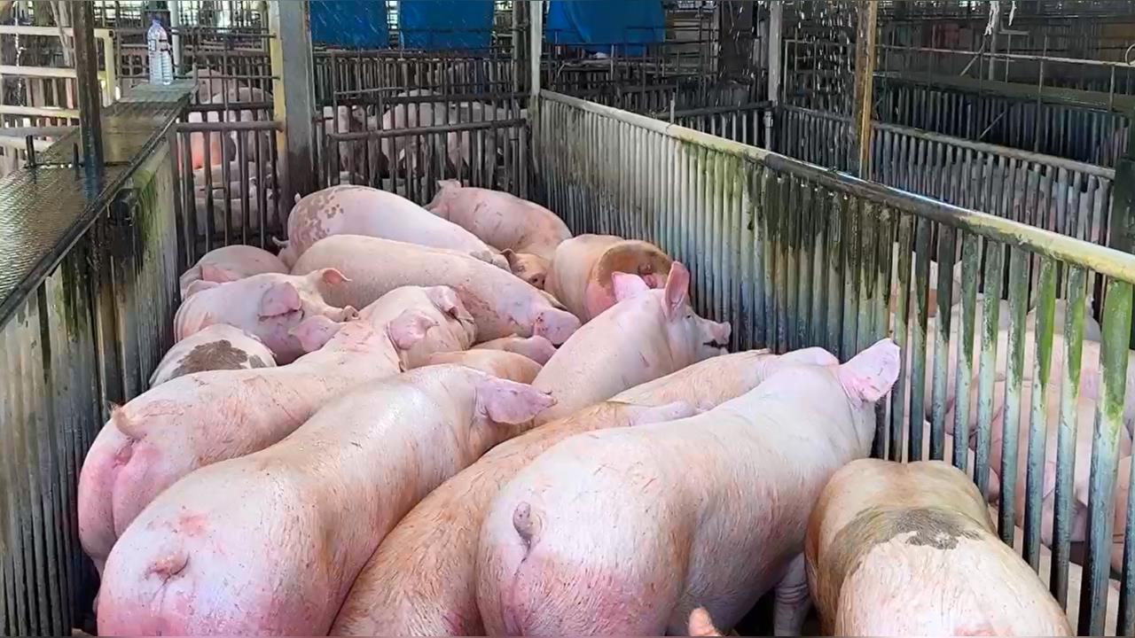 美牛之後換美豬？　業者回應台人口味「不考慮進口豬」