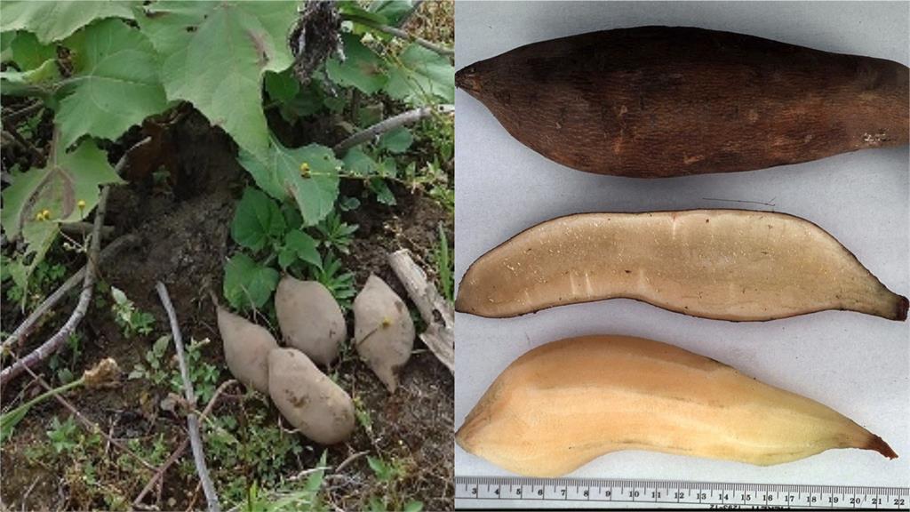 看起來像地瓜、吃起來像水梨?特殊「水果」掀熱議:煮湯超好吃