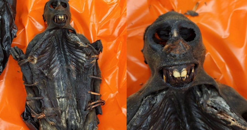 旅客行李箱夾帶大量違禁品 海關搜出「詭異木乃伊」緊急銷毀