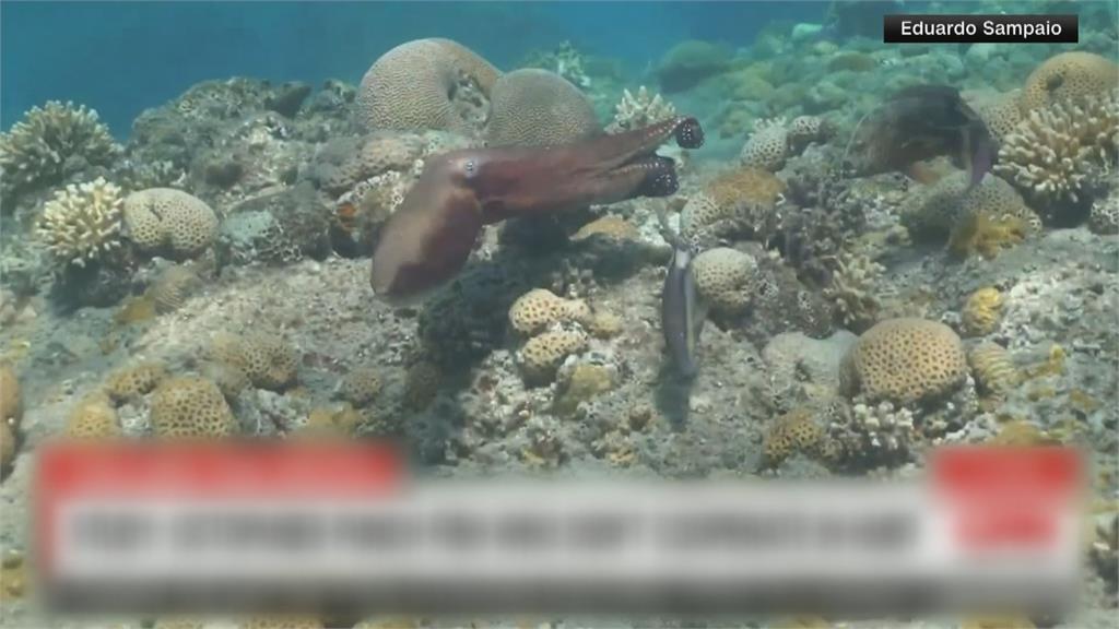 章魚與其他魚類合作狩獵　遇「雷隊友」會出拳攻擊