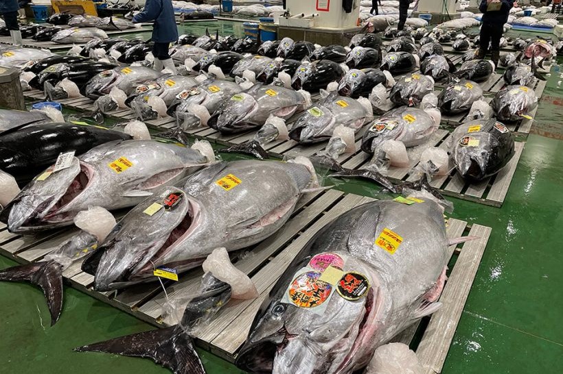 快新聞／中國禁水產進口　日本鮪魚價格一夕重挫「這麼多」