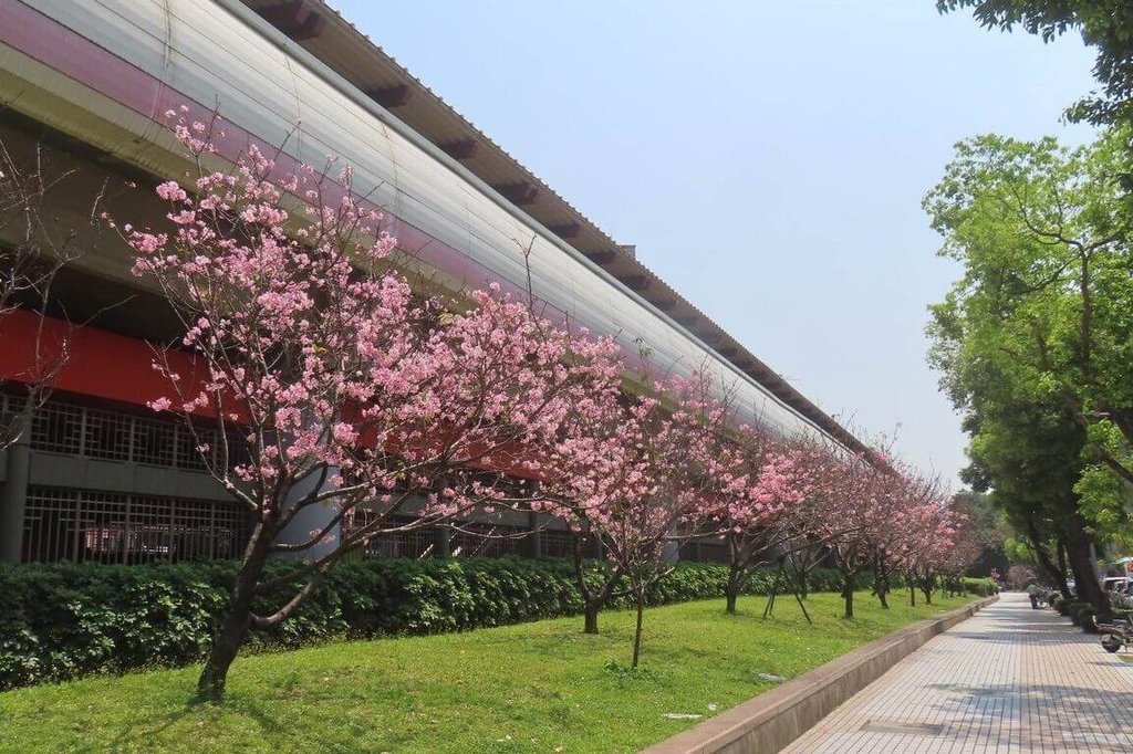 北市公園處盤點都市賞櫻秘境　捷運紅線花況正盛