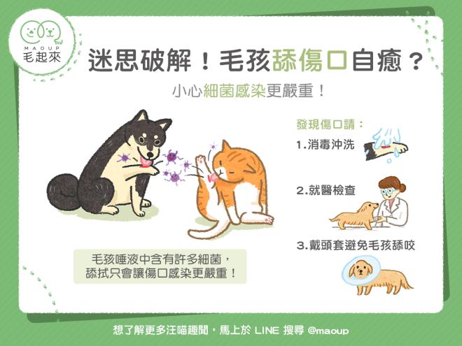【狗貓健康】毛孩舔傷口自癒？小心細菌感染更嚴重！｜寵物愛很大
