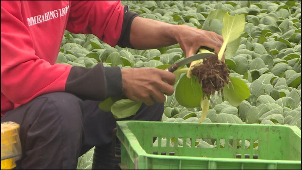 校長轉行開有機農場　蔬菜無償捐給社區做愛心